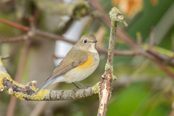 Blauschwanz (Tarsiger cyanurus)