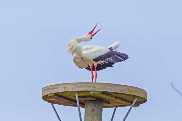 Klappernder Weißstorch (Ciconia ciconia)