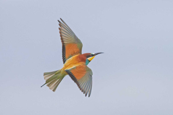 Bienenfresser (Merops apiaster), Flugbild von oben