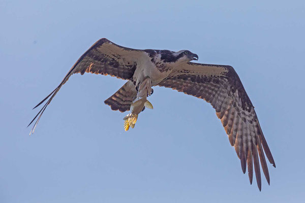 Amerikanischer Fischadler (Pandion haliaetus carolinensis)