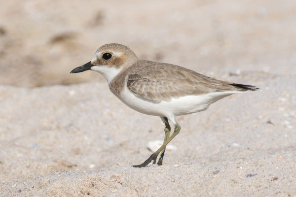 Weiblicher Wüstenregenpfeifer (Anarhynchus leschenaultii) im Schlichtkleid
