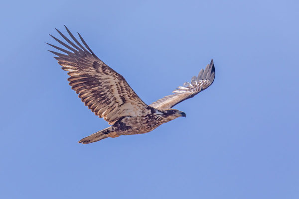 Weißkopfseeadler (Haliaeetus leucocephalus) - Jungvogel