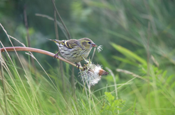 Erlenzeisig (Spinus spinus) Weibchen ; Foto: Viola Wege