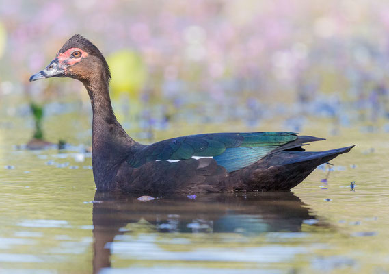 Wildform der Moschusente (Cairina moschata)