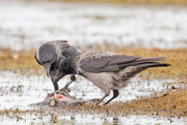 Nebelkrähe (Corvus corone)