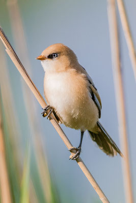 Bartmeise (Panurus biarmicus): Weibchen