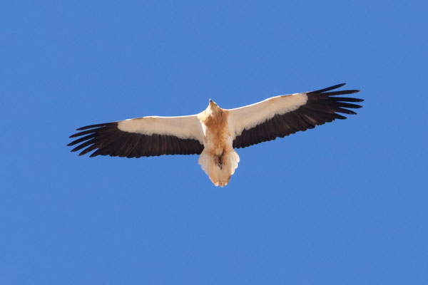 Schmutzgeier (Neophron percnopterus) adult.