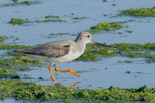 Terekwasserläufer (Xenus cinereus); Oman (Dezember 2025)  