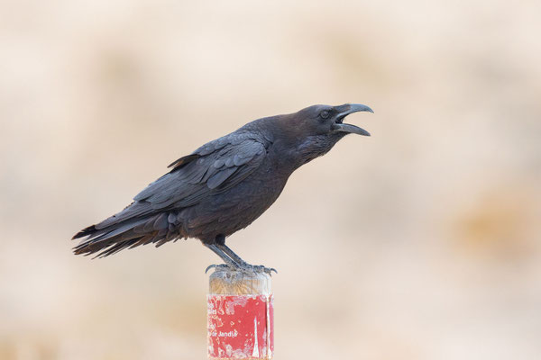 Kolkrabe (Corvus corax canariensis)