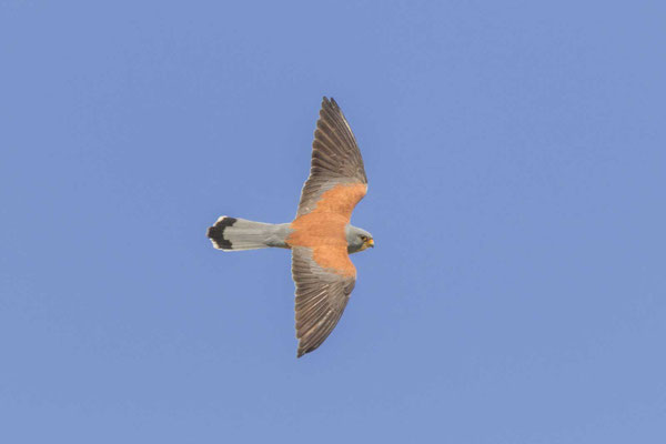 Rötelfalke (Falco naumanni), Männchen 