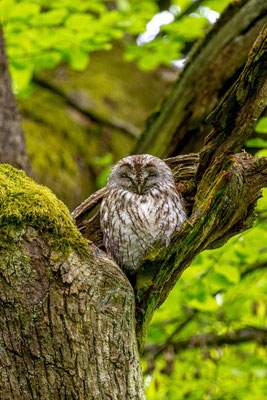 Waldkauz (Strix aluco)