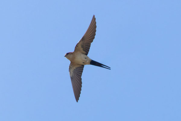 Rötelschwalbe (Cecropis daurica) im Flug von Unten.