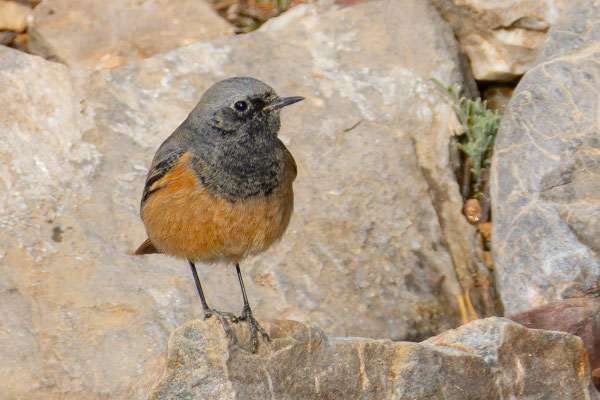 Männchen P. o.phoenicuroides