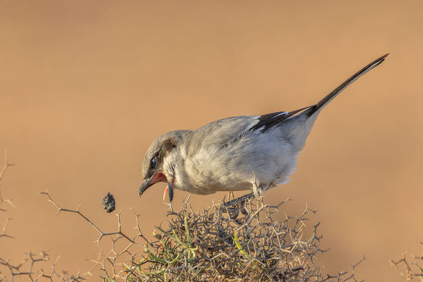 Raubwürger (Lanius excubitor koenigi) mit Speiballen