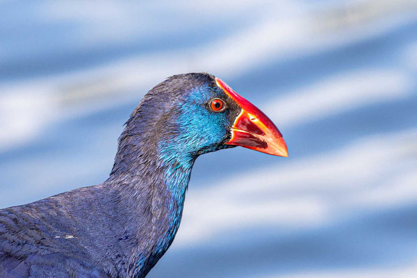 Purpurhuhn (Porphyrio porphyrio) im Kopfportrait