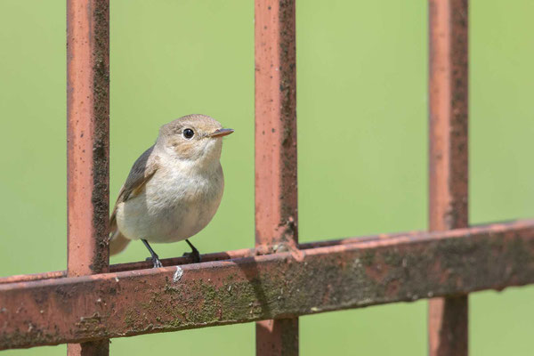 Zwergschnäpper (Ficedula parva)