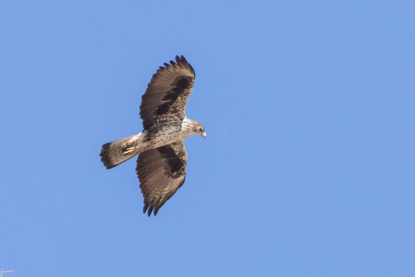 Habichtsadler (Aquila fasciata); Oman (Januar 2026)