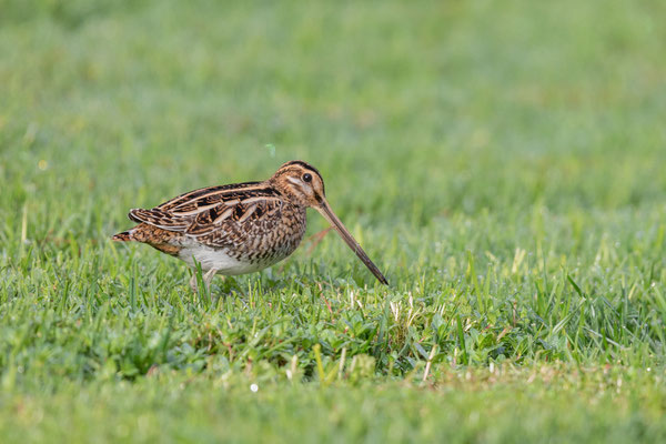 Bekassine (Gallinago gallinago)