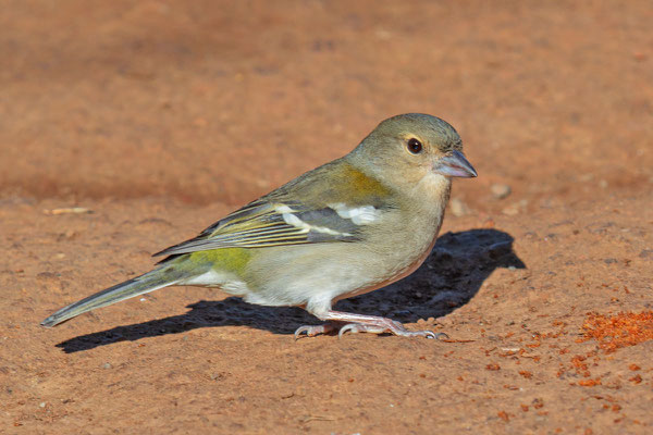 Madeira-Buchfink (Fringilla coelebs maderensis)