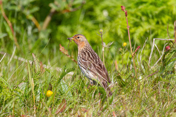 Rotkehlpieper (Anthus cervinus)