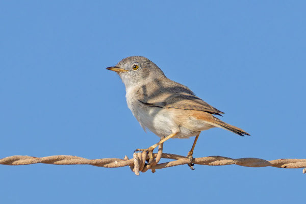 Wüstengrasmücke (Curruca nana), Oman (Dezember 2025) auf einem Stacheldraht.