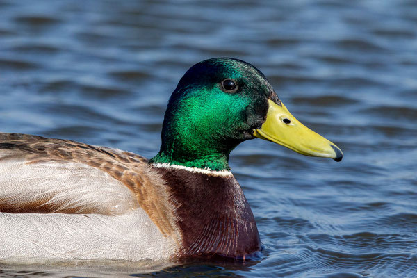 Stockente (Anas platyrhynchos)