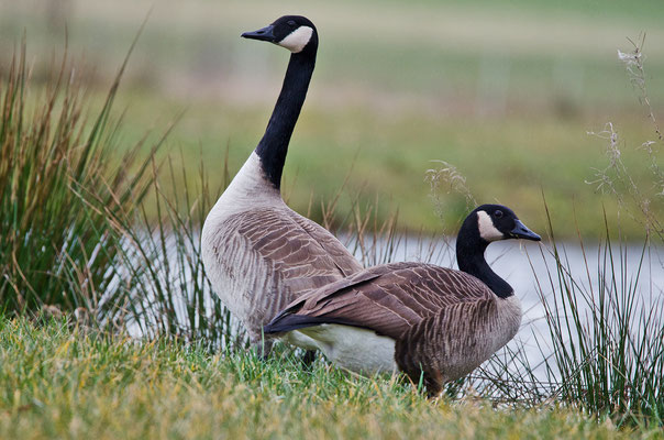 Kanadagans (Branta canadensis), Foto: Viola Wege