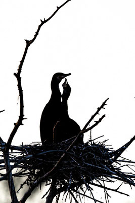 Kormoran (Phalacrocorax carbo), Paar im Nest