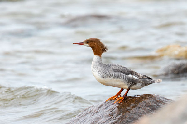 Adulter weiblicher Gänsesäger (Mergus merganser americanus); Mai, Manitoba