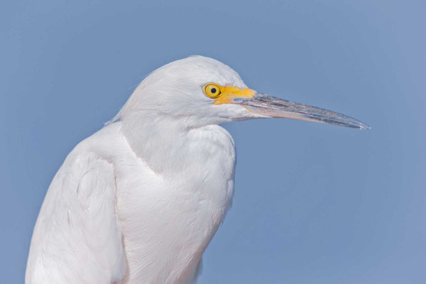 Portrait eines Schmuckreiher (Egretta thula) 