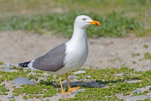 Heringsmöwe (Larus fuscus), adult 