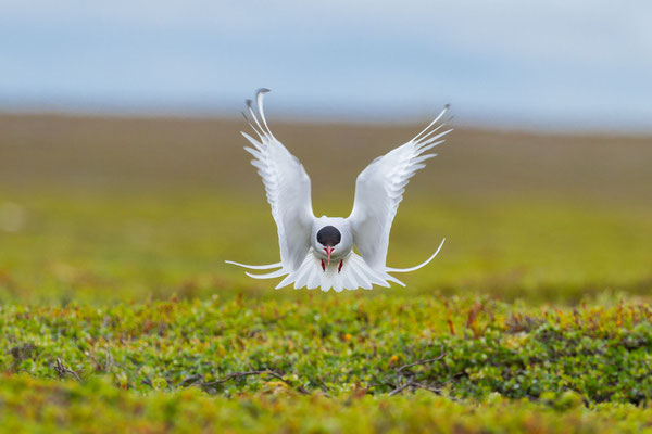 Aggressive Küstenseeschwalbe (Sterna paradisaea) am Brutplatz im norwegischen Varanger