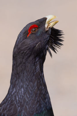  Auerhuhn (Tetrao urogallus)