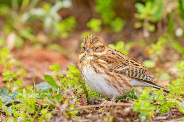 Waldammer (Emberiza rustica)