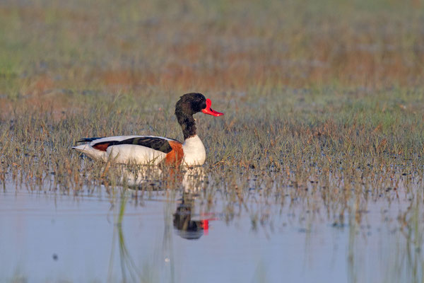 Männliche Brandgans (Tadorna tadorna)