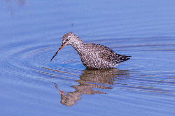 Dunkelwasserläufer (Tringa erythropus) im Überganskleid