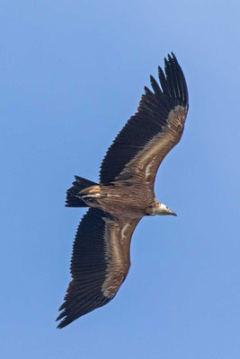Gänsegeier (Gyps fulvus) im Flug
