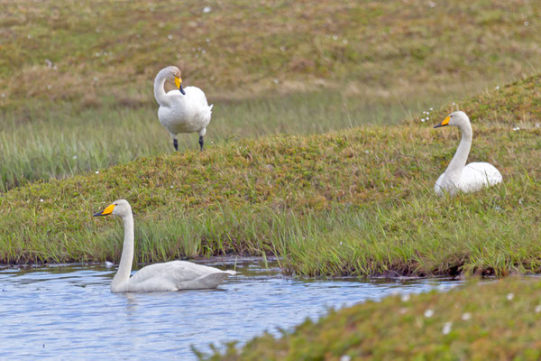 Singschwan (Cygnus cygnus) im Brutgebiet.