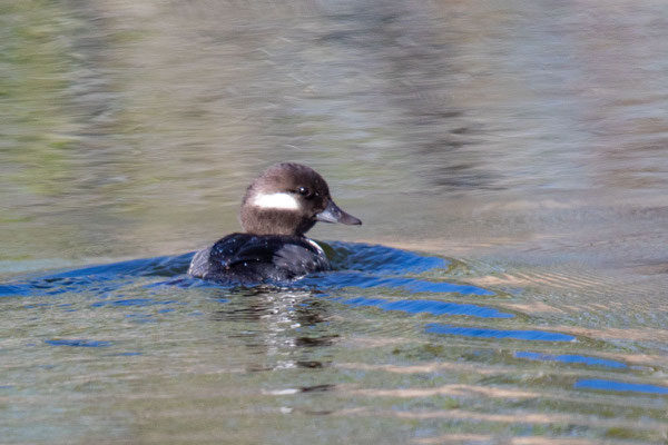 Adulte weibliche Büffelkopfenten (Bucephala albeola); Mai, Manitoba