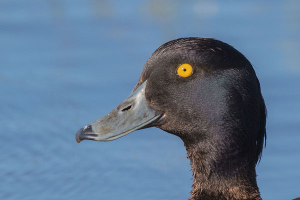 Portrait einer männliche Reiherente (Aythya fuligula)