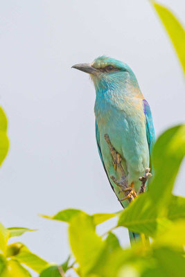 Blauracke (Coracias garrulus)