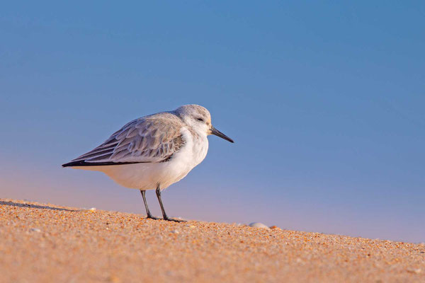 Sanderling (Calidris alba) im Schlichtkleid