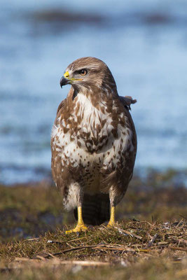 Mäusebussard (Buteo buteo)