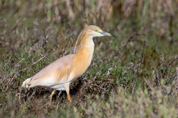 Rallenreiher (Ardeola ralloides)