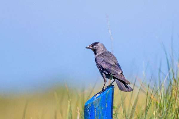 Dohle (Corvus monedula)