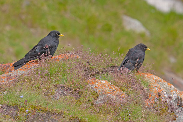 Alpendohle (Pyrrhocorax graculus)