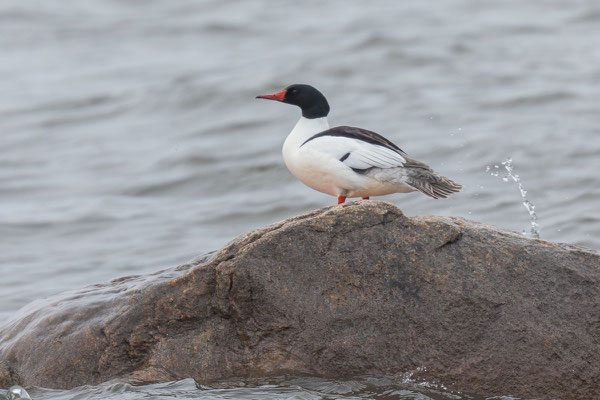 Adulter männlicher Gänsesäger (Mergus merganser americanus); Mai, Manitoba