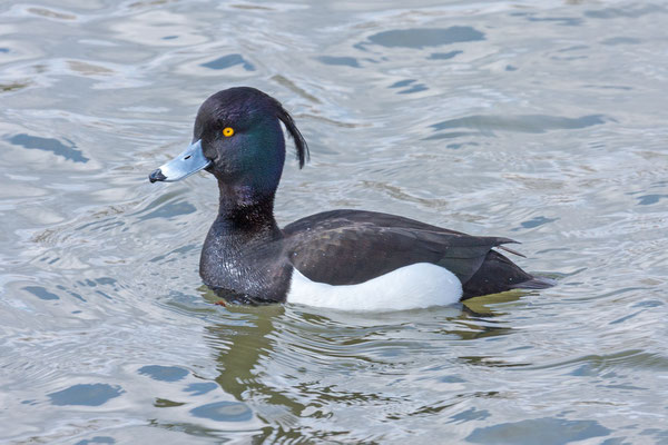 Männliche Reiherente (Aythya fuligula)