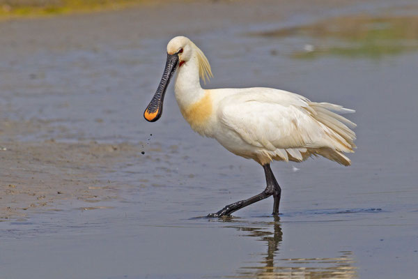 Löffler (Platalea leucorodia)