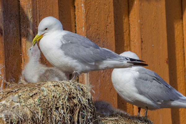 Dreizehenmöwe (Rissa tridactyla) Brutpaar an einem Gebäude in Vardø